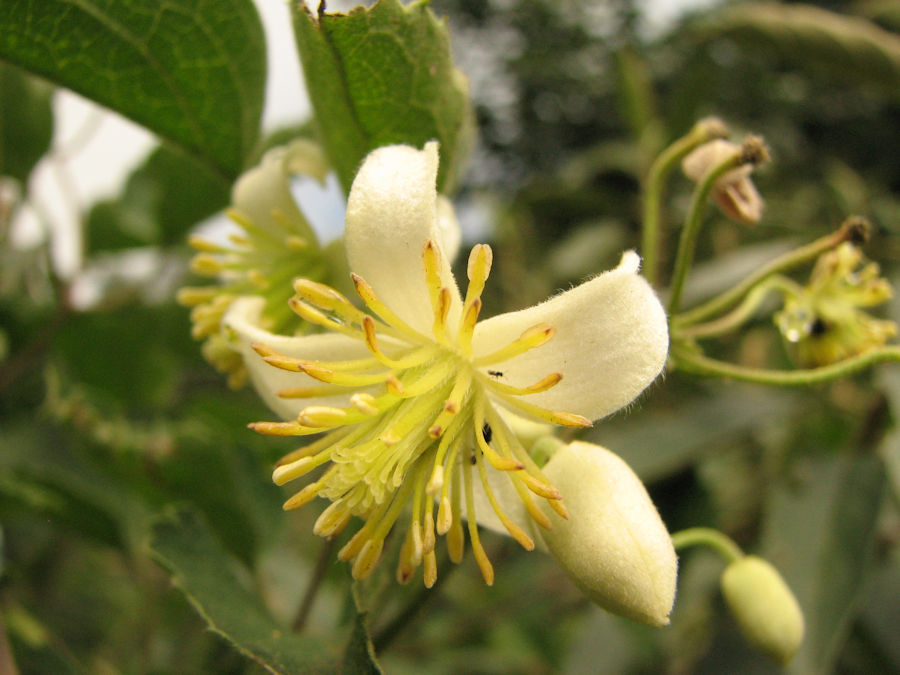 Clematis brachiata